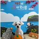 구름이 샵 | 신길동애견미용 소심한 강아지도 편하게 맡길 수 있었던 1인샵 후기~