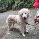 멍뭉워시 이미지