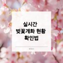 교통정보CCTV-한경대사거리 | 2026 벚꽃 실시간 개화 현황 확인법! 전국 명소 CCTV 활용 꿀팁