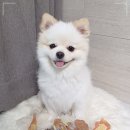 봉구네 수제육포 | 강아지수제간식추천 수제간식쇼핑몰 봉구냠냠 강아지생일잔치