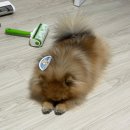 신나개 | 화성애견카페 댕코리아 2마리견주의 솔직 후기