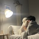 슈가몽 애견펜션 네이버블로그