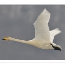 고니 PC 이미지