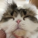 고양이주택 이미지