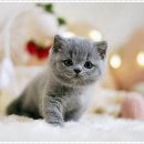 강남고양이분양 호야캣 이미지