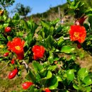 고흥 농장 이미지