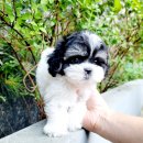 함께하는 동행 | 부천애견샵, 건강한 반려견과 함께하는 행복한 동행 시작하기