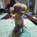 이쁘개# 이미지