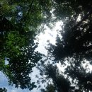 전남 장성 충령산 편백나무 숲 이미지