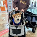 동엽에너지 | 하남 스타필드 강아지 유모차 대여 / 스타필드 하남 애견동반카페 앤드테라스 후기
