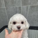 코코 SALON 이미지