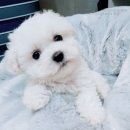 모량