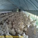 백봉오골계 부성농원 이미지