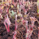 강인 농장 이미지