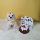 멍멍대학 이미지