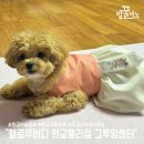 헬로우버디 판교밸리점 | 아름다운 공추되기 프로젝트 판교 가위컷전문 강아지 미용실 헬로우버디 판교밸리점 그루밍센터