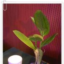 띵가띵가 이미지