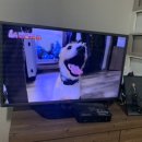 챔피언 애견농장 이미지