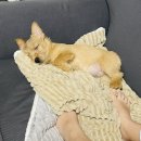 남서울동물병원 이미지