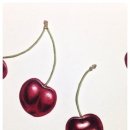 보태니컬아트(색연필화) 이미지