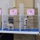 (주)뉴브리드 | 2025년 5월 31일 CFA 캣쇼 with 달곰, 할리, 두유, 찰떡