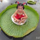 엄지공주 이미지