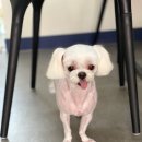 한일애견미용실 이미지