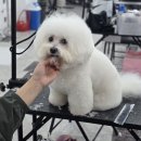 부산애견 이미지