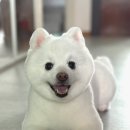 민's 펫살롱 이미지