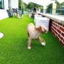 멍스타애견 이미지