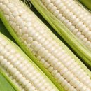 가래울농장 이미지