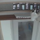 고양이호텔 윤집사 이미지