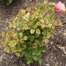 능동적장미 이미지