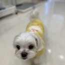 올리스 펫 호텔 이미지