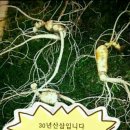 대부도 해바라기 펜션 이미지