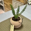 덕남농장 | 울산 남구 인테리어 화분 / 개업화분 맛집 '수풀플라워'