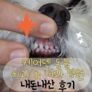 미소동물치과병원 | 케어덴 동물 치과&amp;내과 병원 건강검진 내돈내산 후기 및 선택이유와 주차