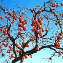 감나무집.홍시 이미지