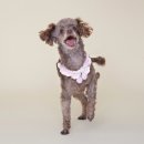 짱구네동물병원 이미지