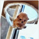 플랜멍 강아지분양 대구본점 | 플랜멍 강아지분양 대구본점에서 찾은 나만의 반려견 이야기~