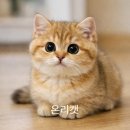 고양이분양온리캣