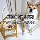 봄봄펫 | 봄봄코리아 강아지생식, 강아지밥안먹을때 한그릇 뚝딱템
