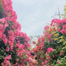 대관령 느린마을 | 왜 5월이 여행의 황금기인가요?