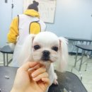 Fall in dog 이미지