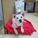 노형 꿈 동물병원 이미지