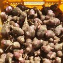 바로돼지 이미지