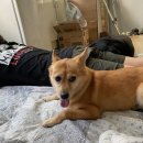 꼭지민박 이미지