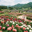 칠곡 해은고택 | 경북 칠곡 매원마을 작약꽃 개화율 확인 방법 포토존 주차 현지인 식당 카페 숙소