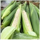 양달농장 이미지