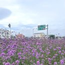 지에스25 이호해수욕장점 이미지